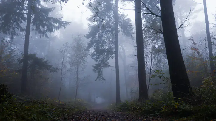 Woods/forest