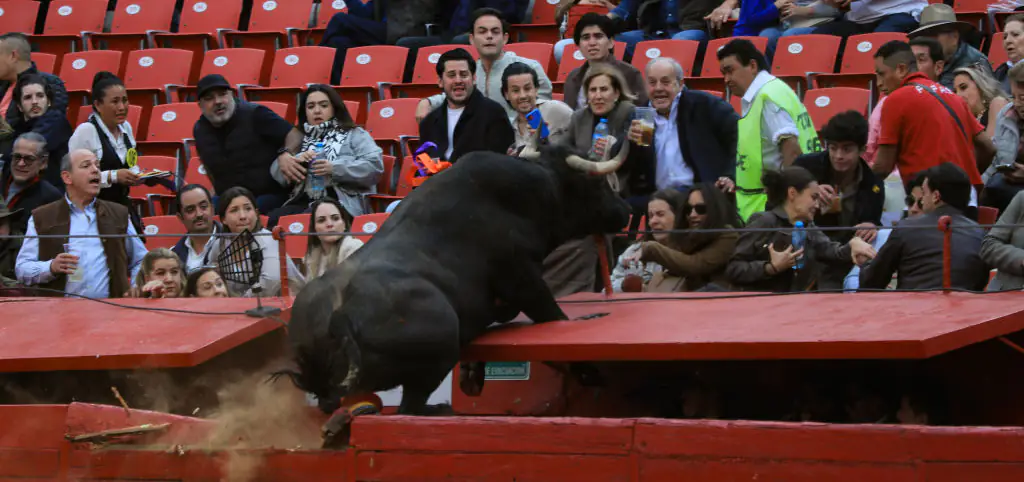 Crowd narrowly avoids injury after fighting bull leaps barrier during event in Mexico City
