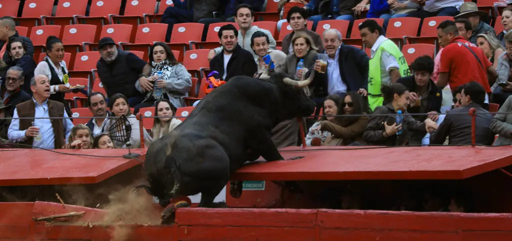 Crowd narrowly avoids injury after fighting bull leaps barrier during event in Mexico City