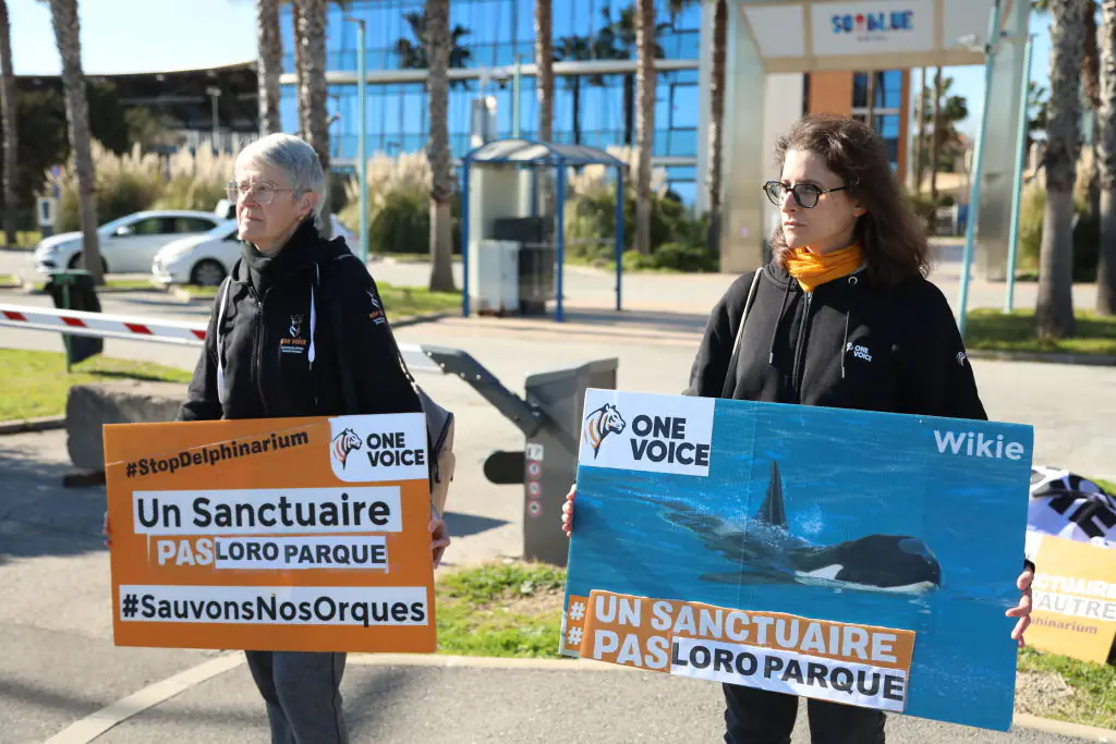 Protestors and animal rights groups are urging for the whales to be transported. Credit: Mohamad Salaheldin Abdelg Alsayed/Anadolu via Getty Images