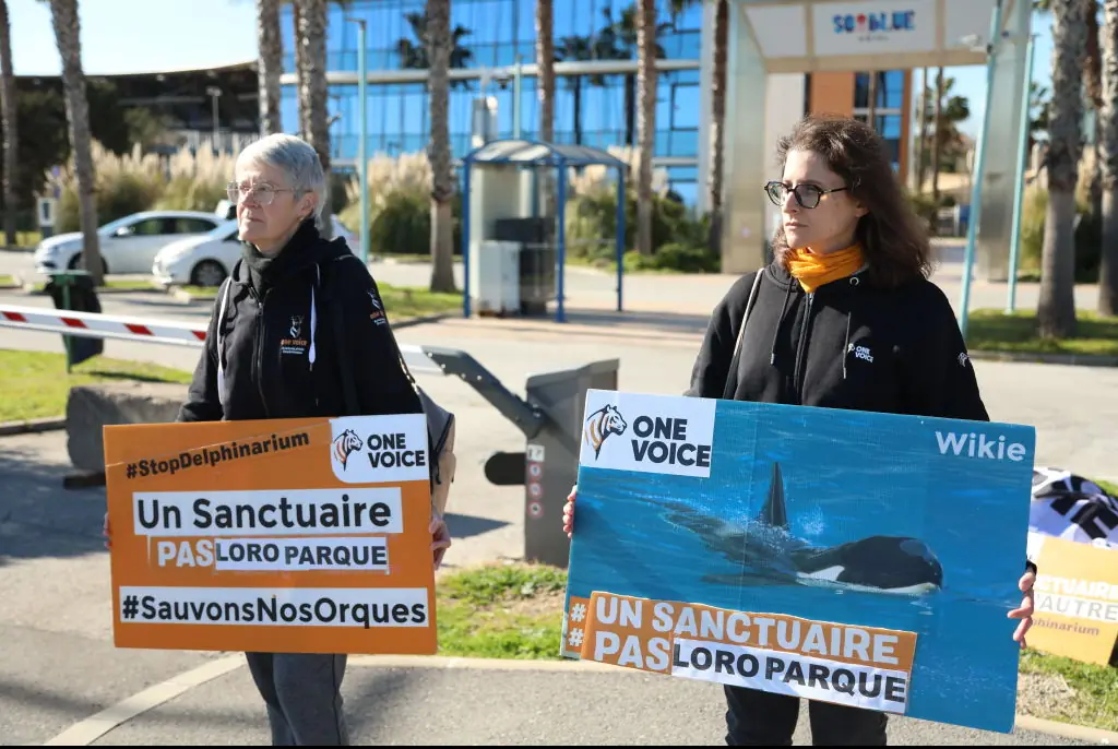 Protestors and animal rights groups are urging for the whales to be transported. Credit: Mohamad Salaheldin Abdelg Alsayed/Anadolu via Getty Images
