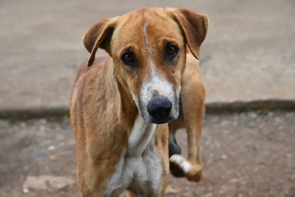Credit: 	anand purohit/Getty Images