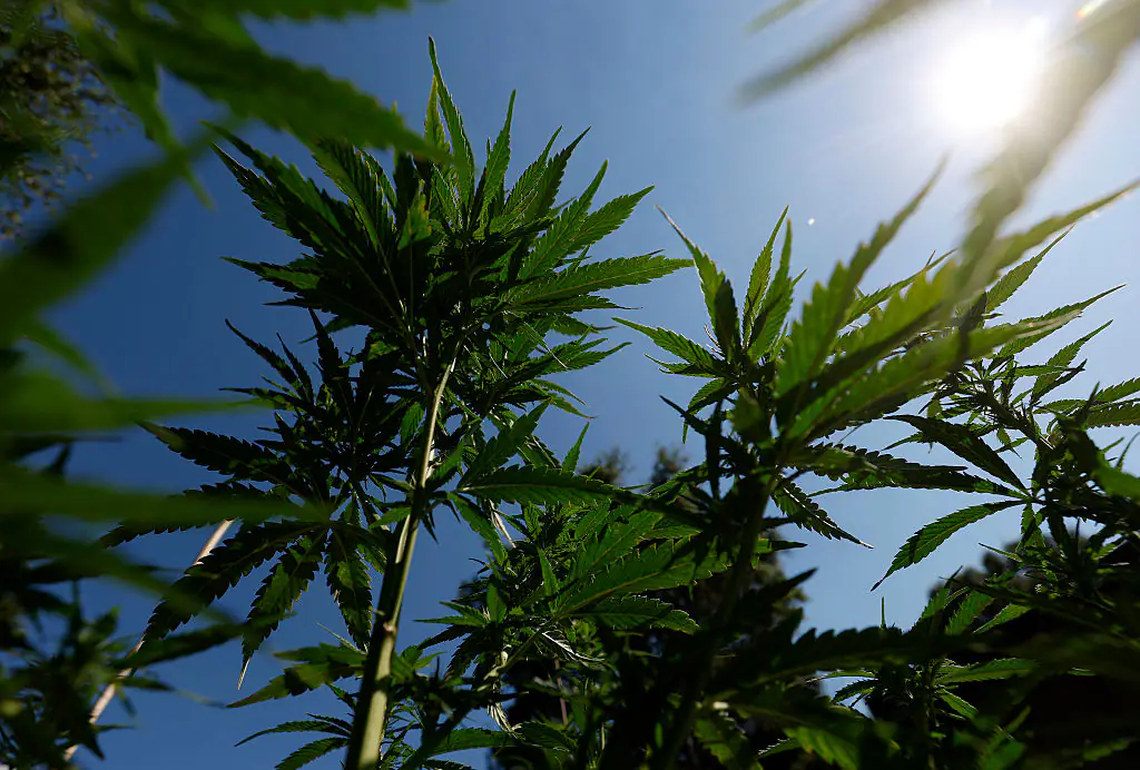 Marijuana laws vary from state to state. Credit: Justin Sullivan / Getty