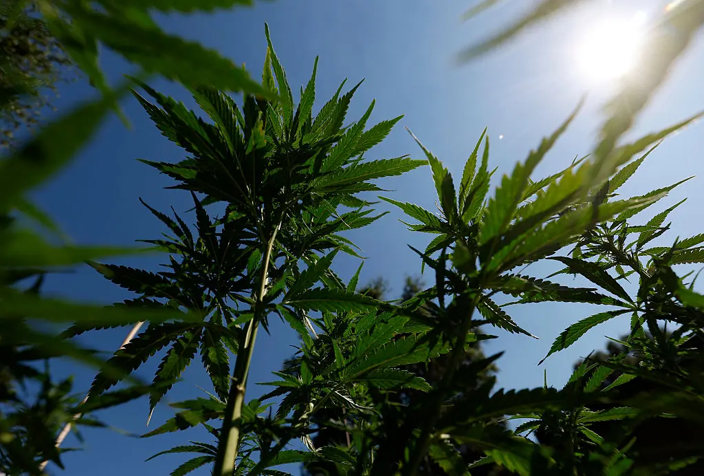 Marijuana laws vary from state to state. Credit: Justin Sullivan / Getty