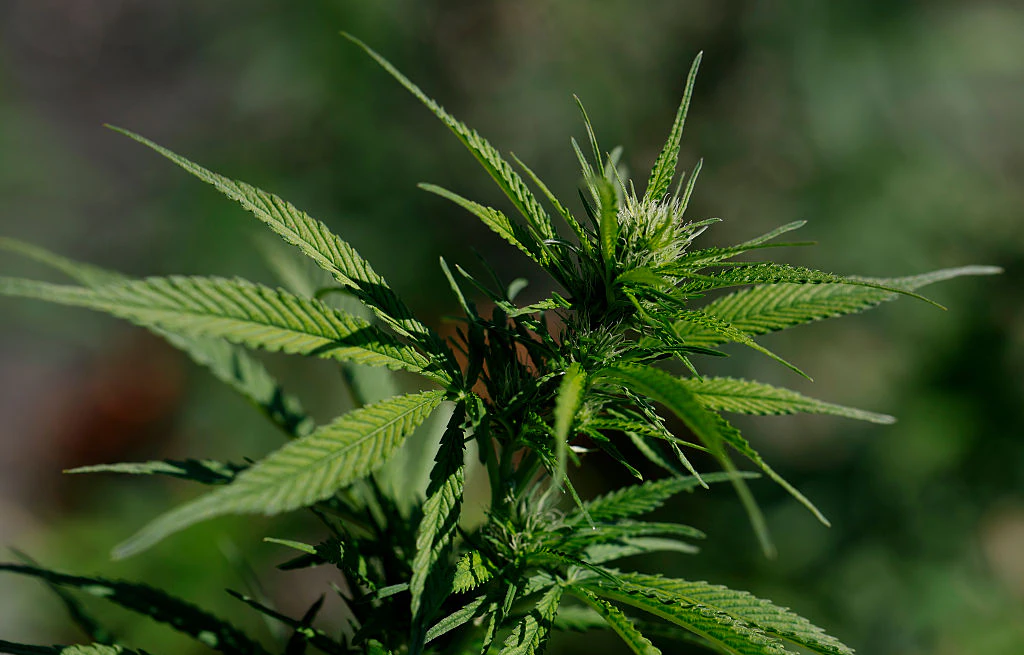 What cannabis does to your body minute-by-minute as Trump considers making marijuana US law change