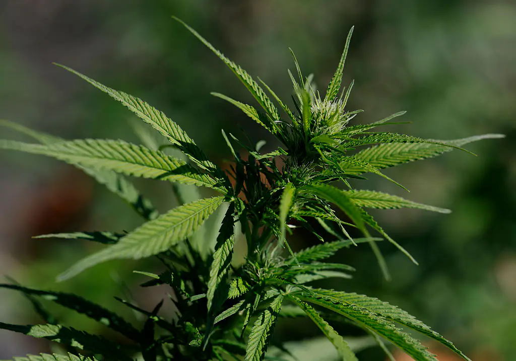 Will marijuana be made legal in the US? - Major question answered as Trump considers making US law change