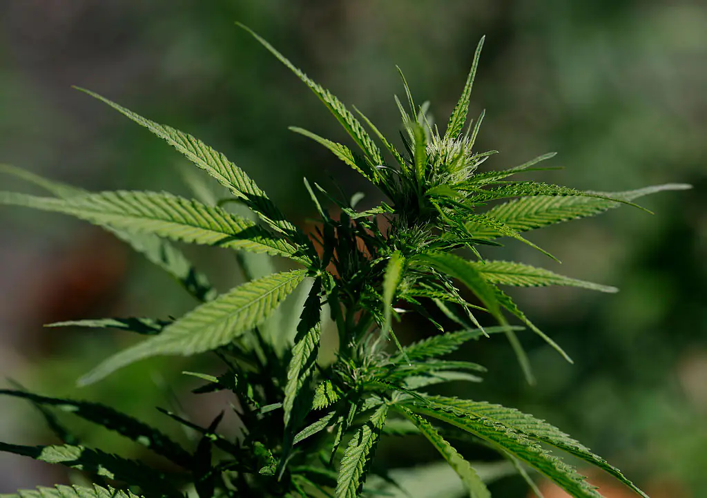 Will marijuana be made legal in the US? - Major question answered as Trump considers making US law change