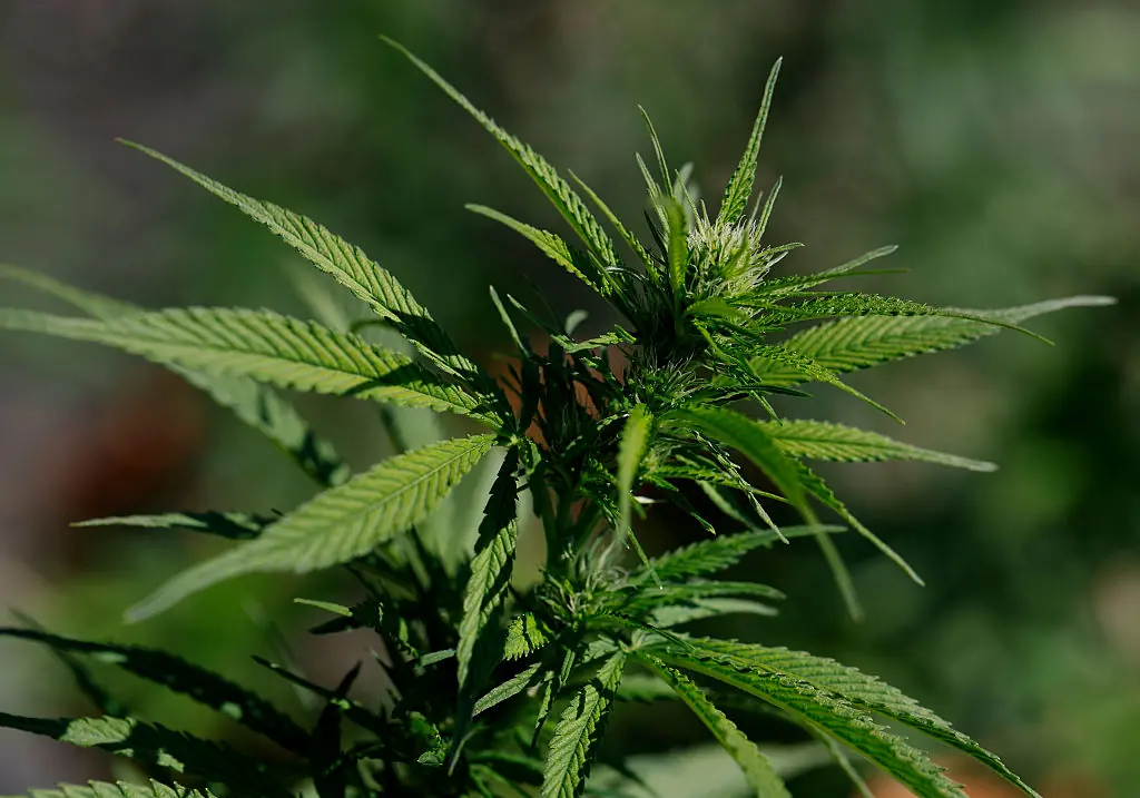 Trump administration is considering rescheduling marijuana on the federal level, from a Schedule I to a Schedule III drug. Credit: Justin Sullivan / Getty