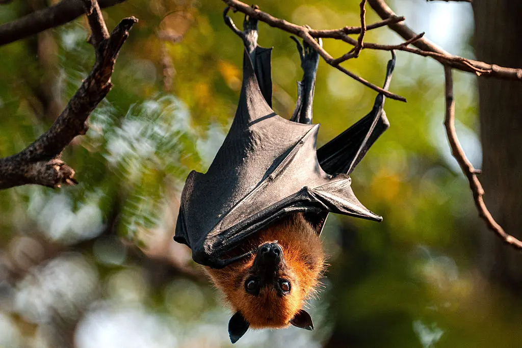 The Nipah Virus typically comes from bats. Credit: Arnun Chonmahatrakool/Thai News Pix/LightRocket via Getty Images
