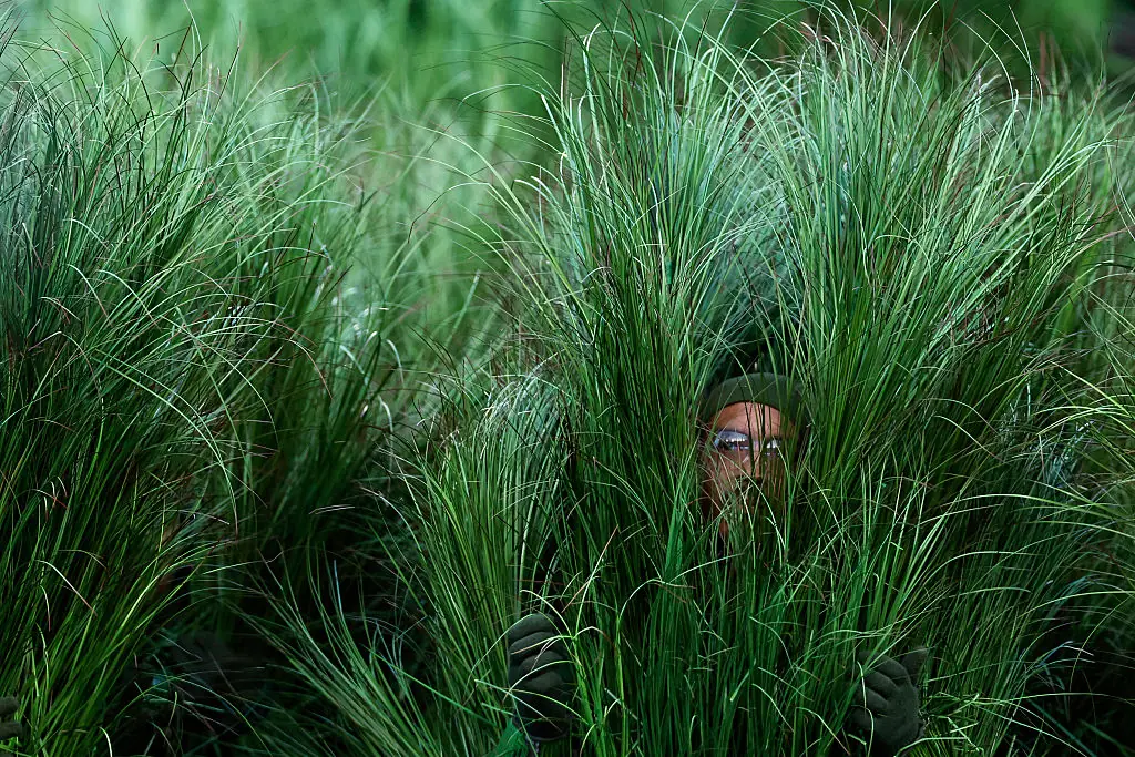 The tall grass featured in Bad Bunny's performance was actually real-life people. Credit: San Francisco Chronicle/Hearst Newspapers / Getty