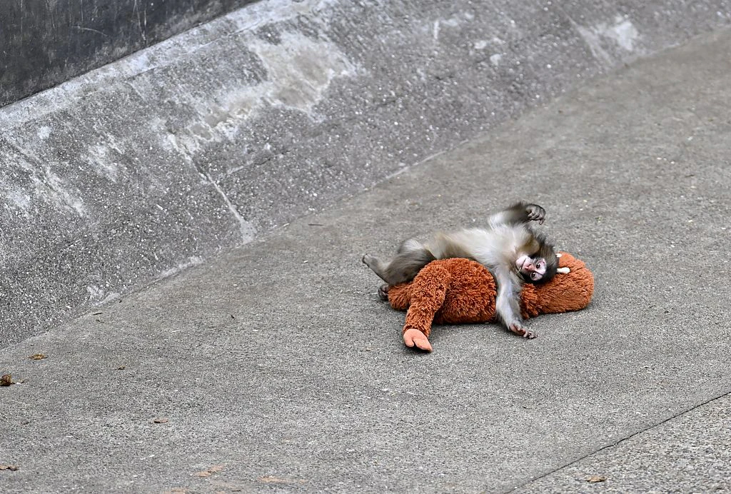 The baby monkey captured hearts worldwide. Credit: David Mareuil / Anadolu / Getty
