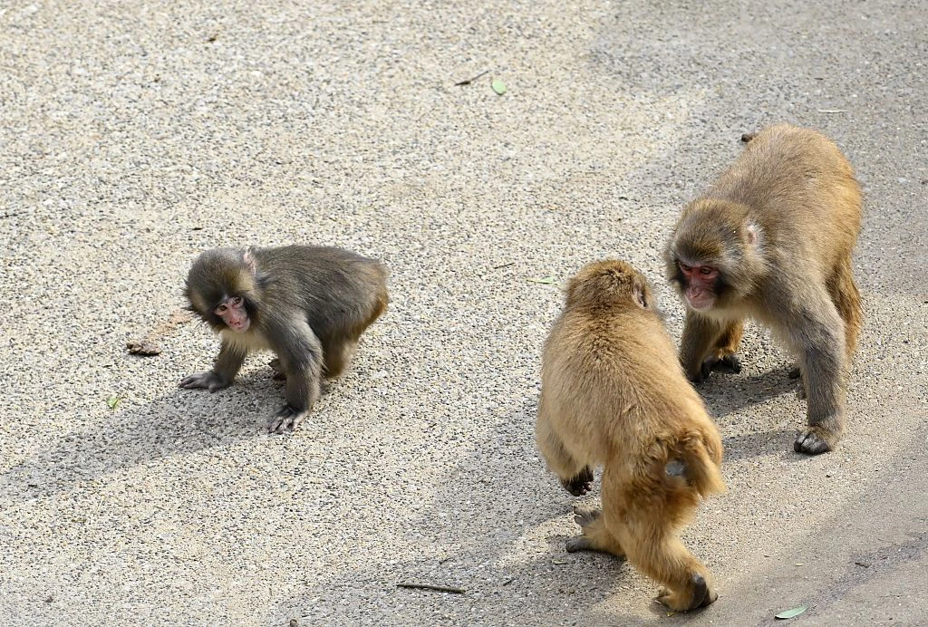 Punch was raised by zookeepers. Credit:	Anadolu / Getty