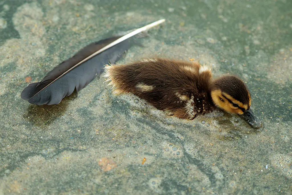 The picture of the duckling in the Reflecting Pool has gone viral. Credit: Chip Somodevilla/Getty Images