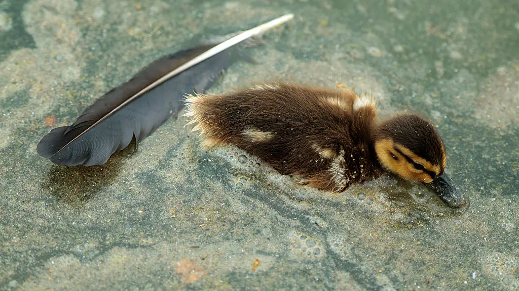 The picture of the duckling in the Reflecting Pool has gone viral. Credit: Chip Somodevilla/Getty Images