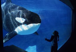 Devastating timelapse shows 'world's loneliest orca' staring at gate for '24 hours' in aquarium