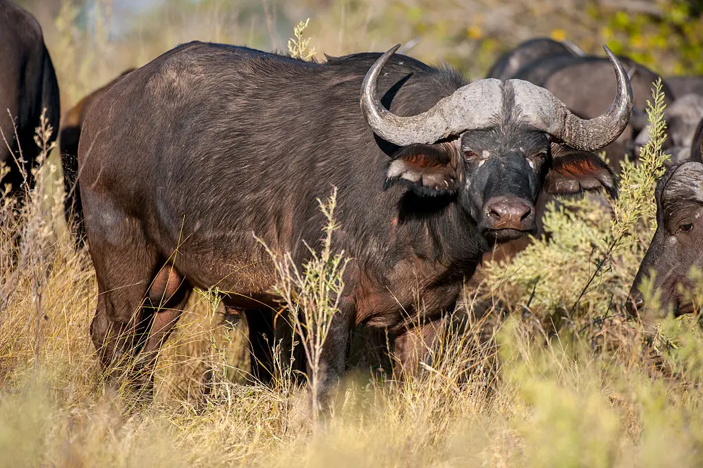 The buffalo that Watkins intended to kill charged at him. Credit: Wolfgang Kaehler / Getty
