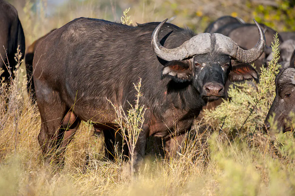 Millionaire US big game hunter killed after being gored by the buffalo he was stalking