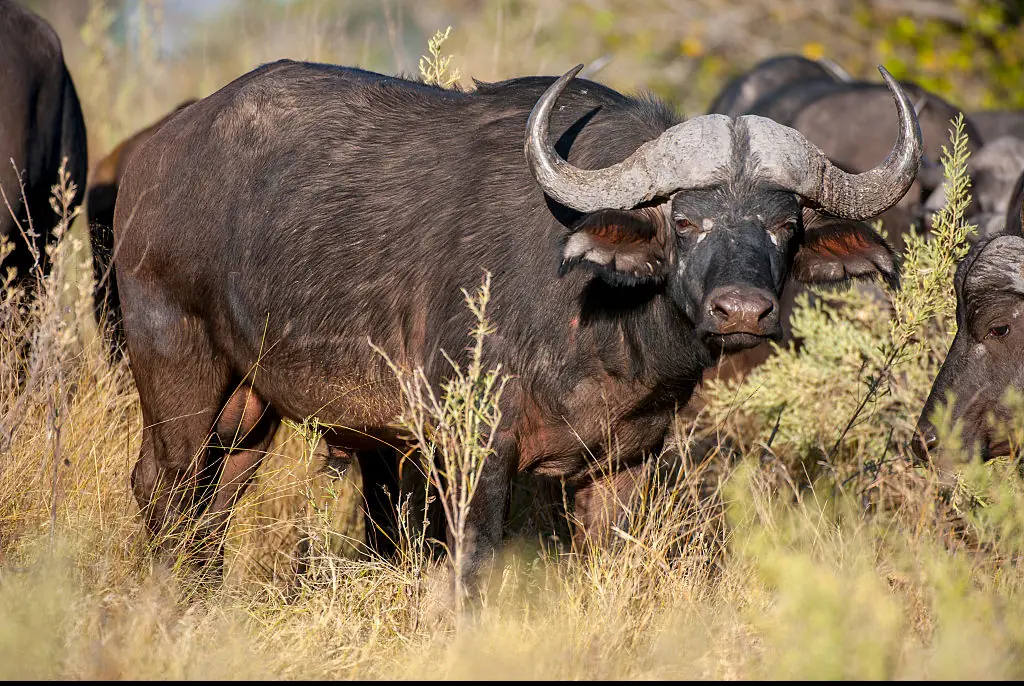 Millionaire US big game hunter killed after being gored by the buffalo he was stalking