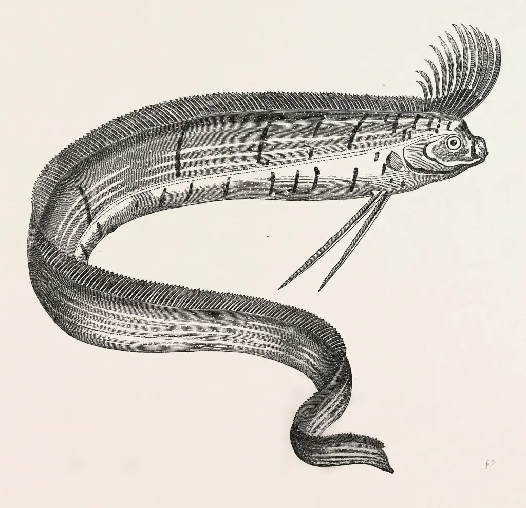 According to legend, oarfish only rise from the depths of the ocean when a major disaster is about to happen. Credit: Universal History Archive / Getty