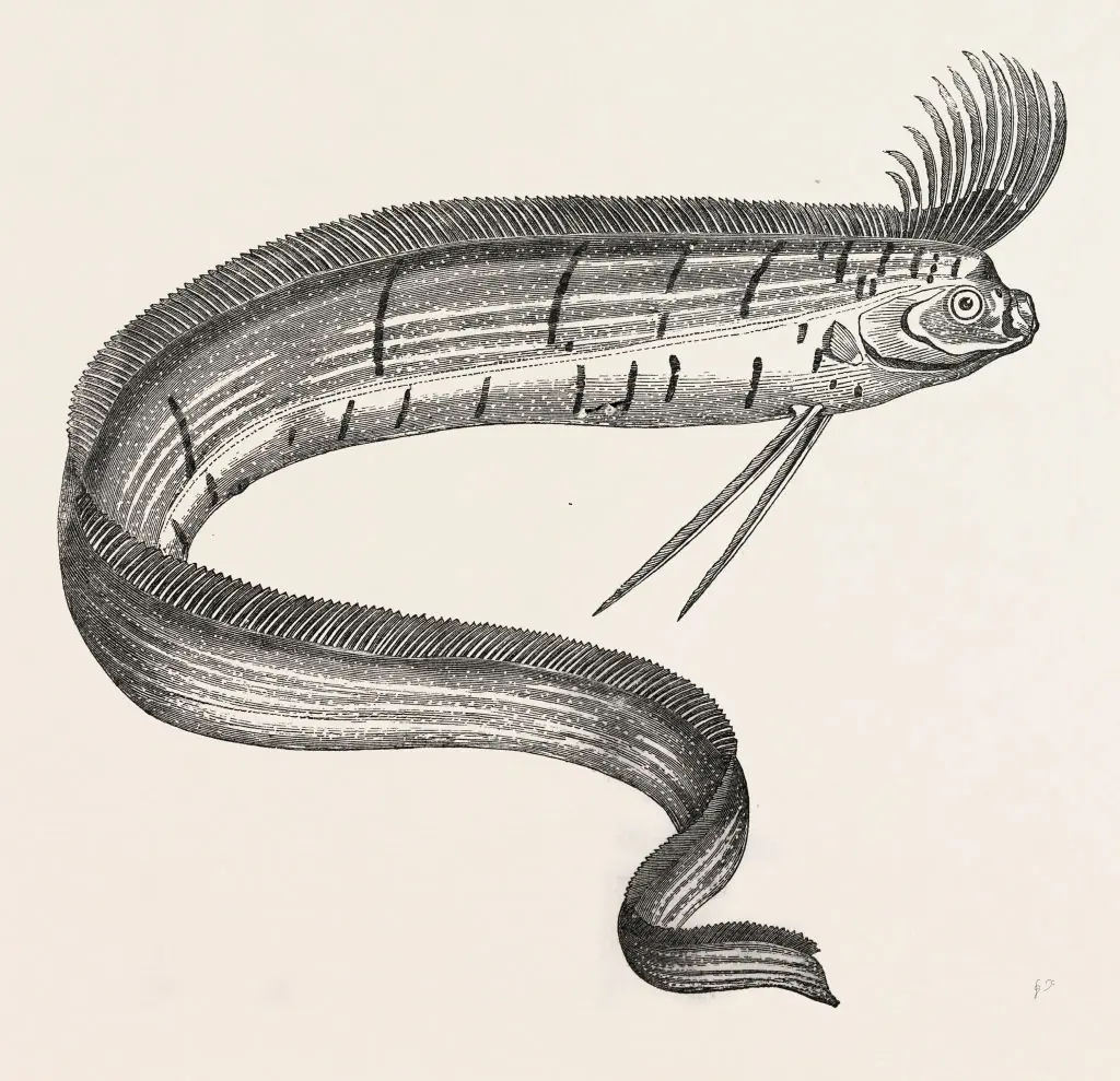 According to legend, oarfish only rise from the depths of the ocean when a major disaster is about to happen. Credit: Universal History Archive / Getty