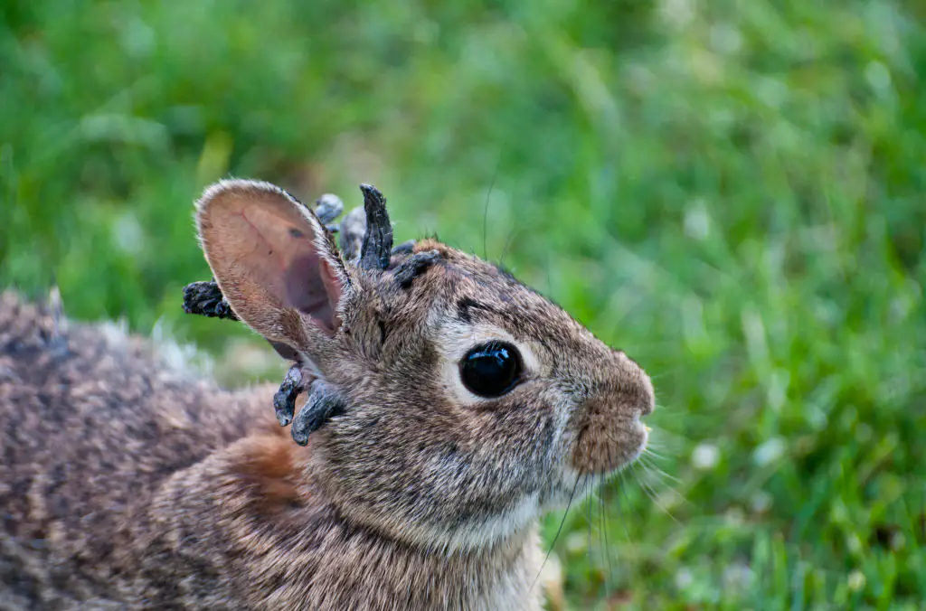 Colorado witnesses share shocking details after spotting 'Frankenstein' rabbits with 'tentacles'