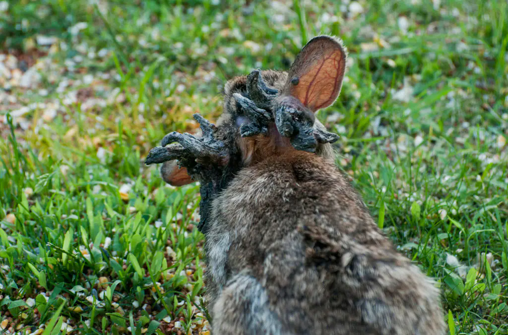 US states at highest risk of outbreak as ‘Frankenstein’ rabbits with 'tentacles' are spotted