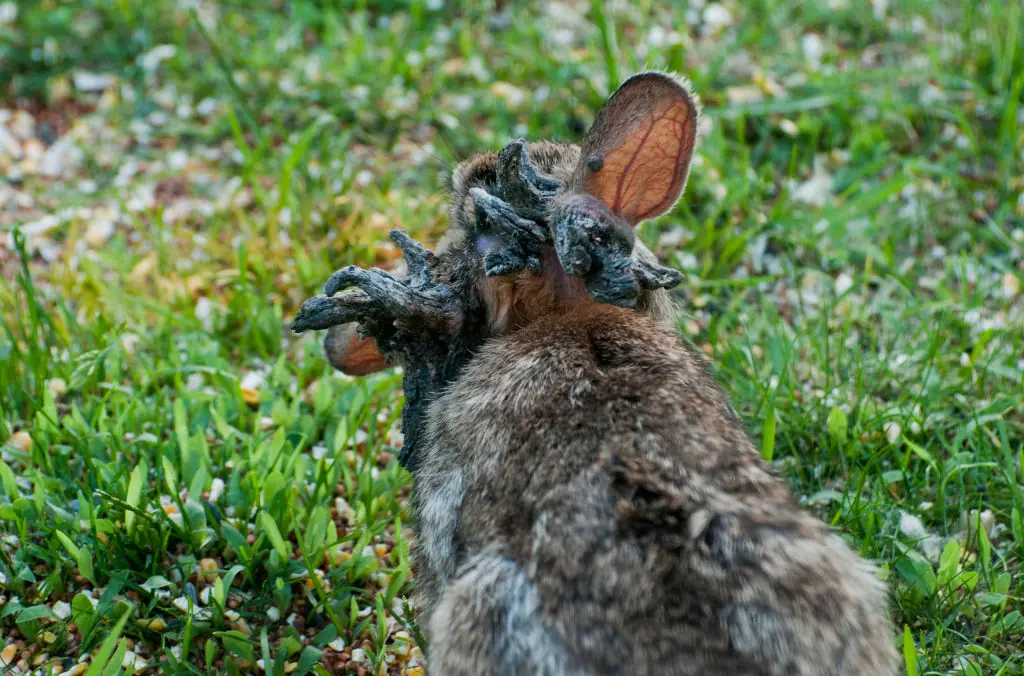 US states at highest risk of outbreak as ‘Frankenstein’ rabbits with 'tentacles' are spotted