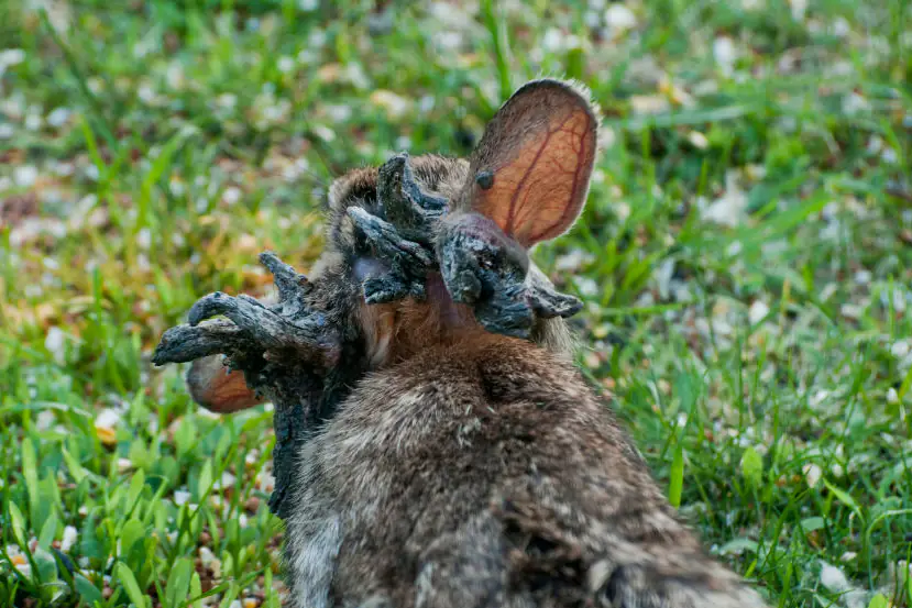 The truth behind 'Frankenstein' rabbits with 'tentacles': US citizens issued warning