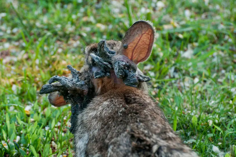 The truth behind 'Frankenstein' rabbits with 'tentacles': US citizens issued warning
