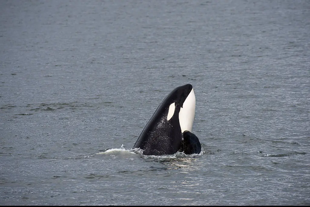 Kshamenk might not survive in the wild, like the orca pictured. Credit: Wolfgang Kaehler/Getty