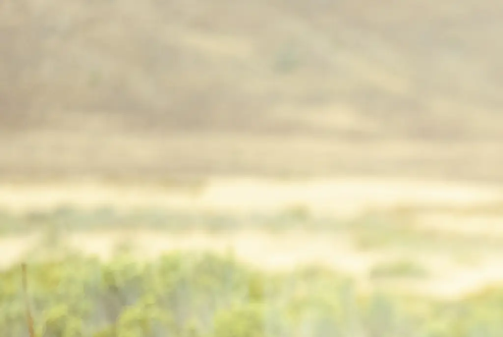 Bison tragically boils to death in front of horrified tourists after falling into Yellowstone hot spring