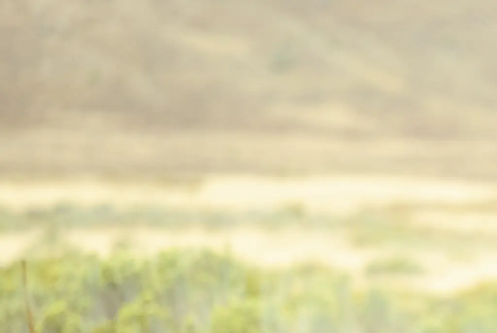 Bison tragically boils to death in front of horrified tourists after falling into Yellowstone hot spring