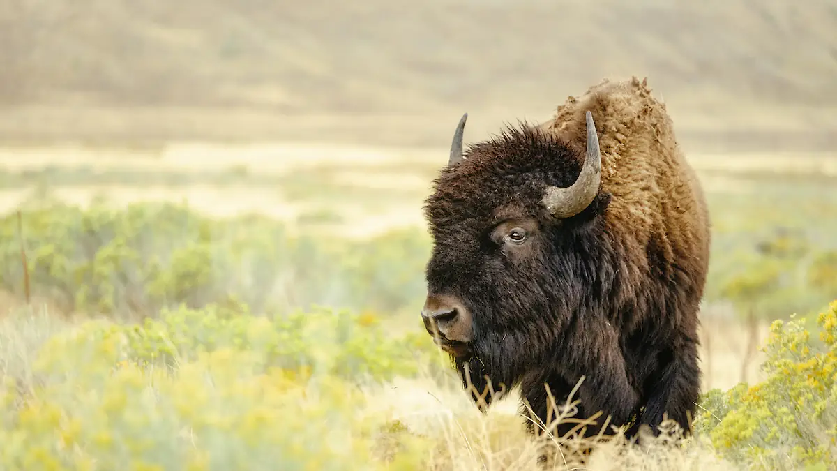 Terrifying footage shows the moment a massive bison launches a Yellowstone tourist into the air