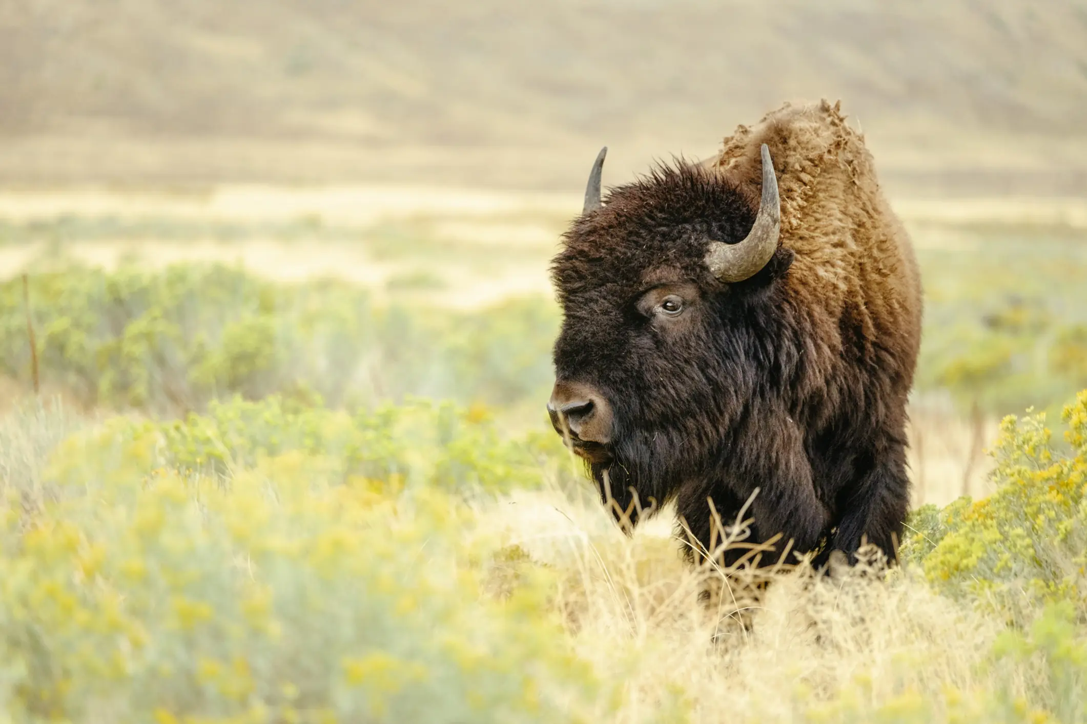 Bison tragically boils to death in front of horrified tourists after falling into Yellowstone hot spring
