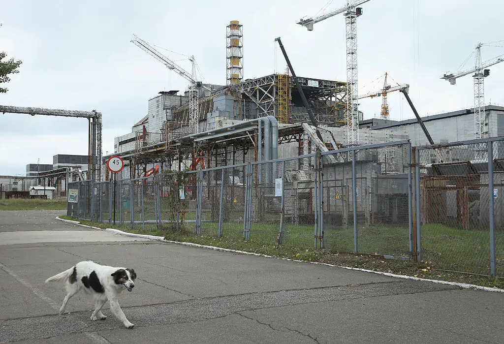 Dogs are part of a remarkable group of animals that have managed to survive in the Chernobyl Exclusion Zone. Credit: Sean Gallup / Getty