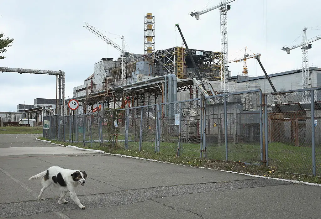 Dogs are part of a remarkable group of animals that have managed to survive in the Chernobyl Exclusion Zone. Credit: Sean Gallup / Getty