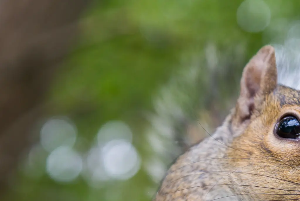 Warning issued as ‘zombie’ squirrels covered in warts are spotted