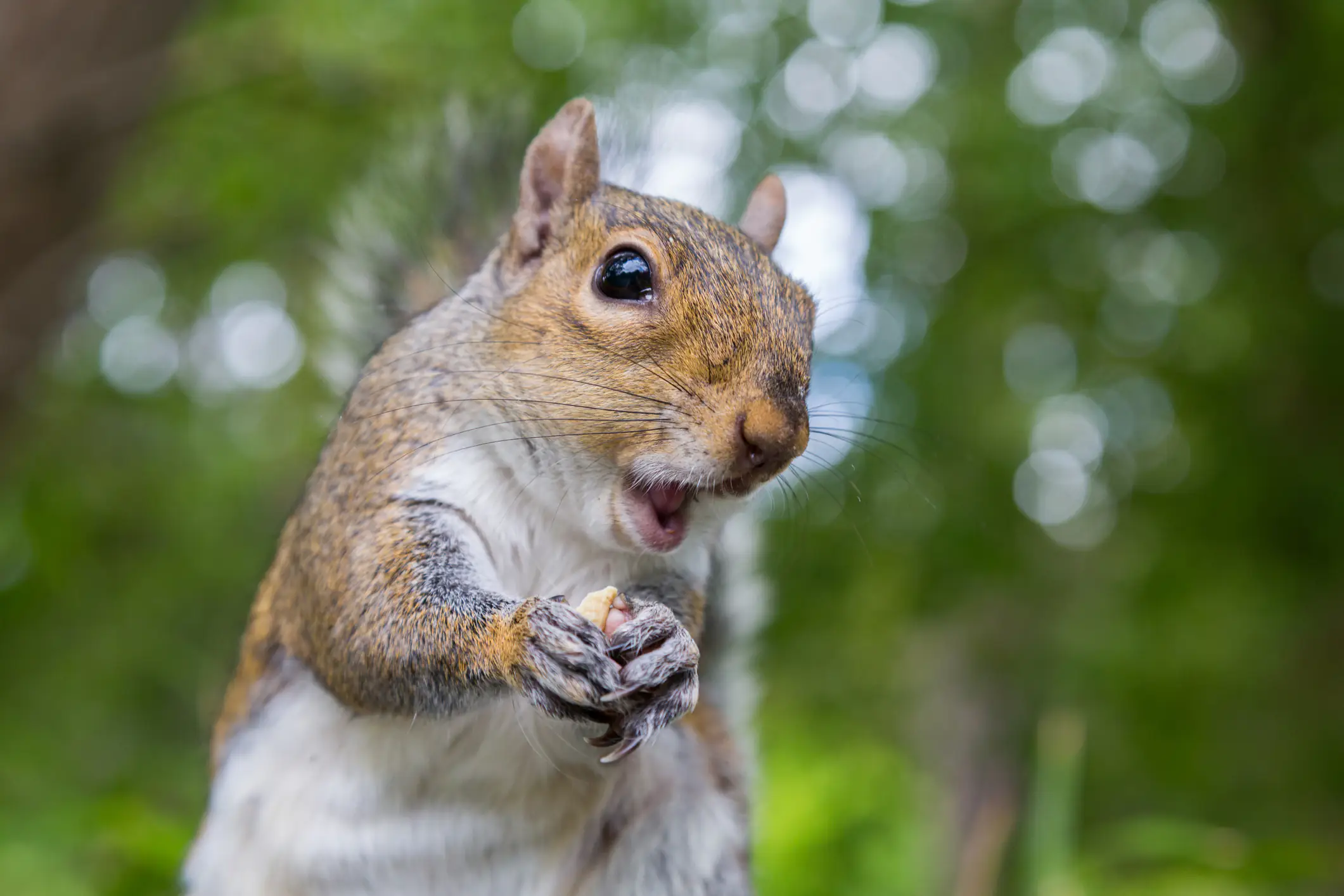 Warning issued as ‘zombie’ squirrels covered in warts are spotted