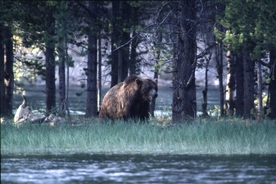 Chilling last words of man before he and girlfriend were eaten alive by bear on camera