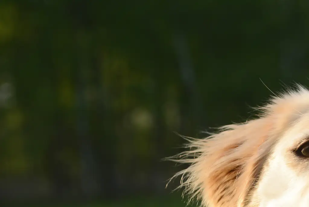 Minoxidil can be fatal to pets. Credit: Westend61/Getty