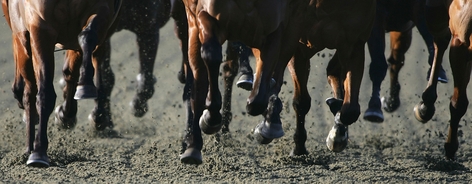At least 43 horses killed in Ohio barn fire