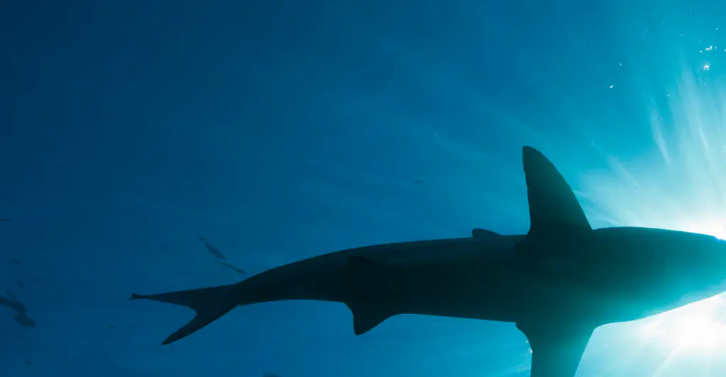 Michigan woman is eaten by shark on vacation in Indonesia