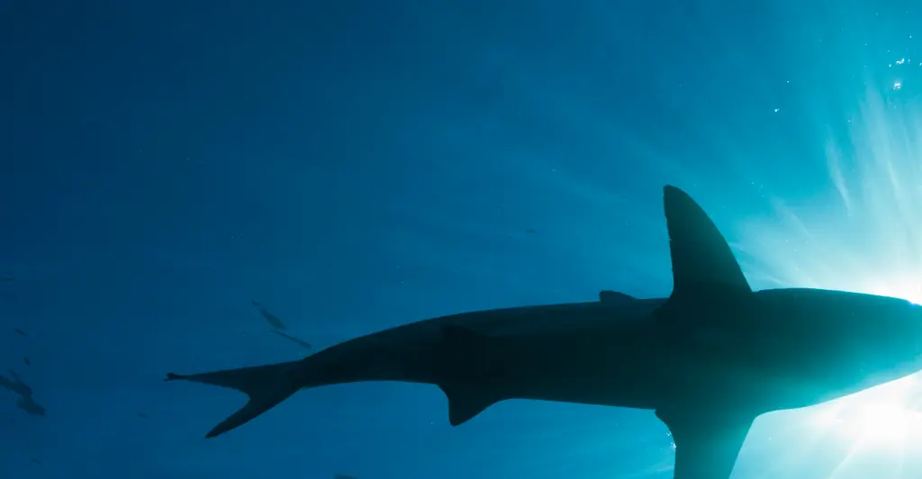 Michigan woman is eaten by shark on vacation in Indonesia