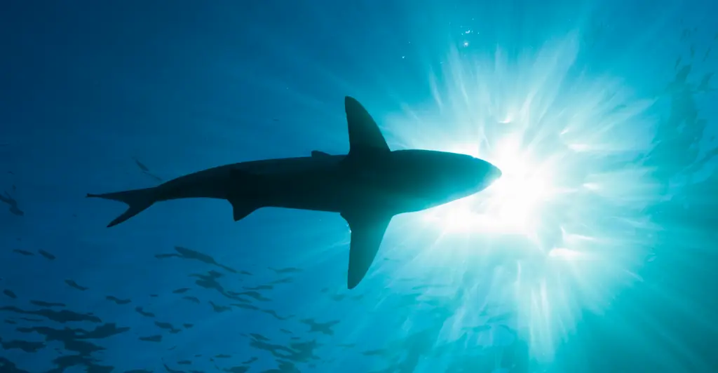 Michigan woman is eaten by shark on vacation in Indonesia