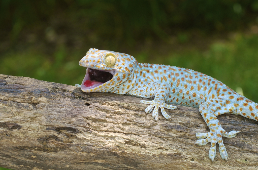 Geckos