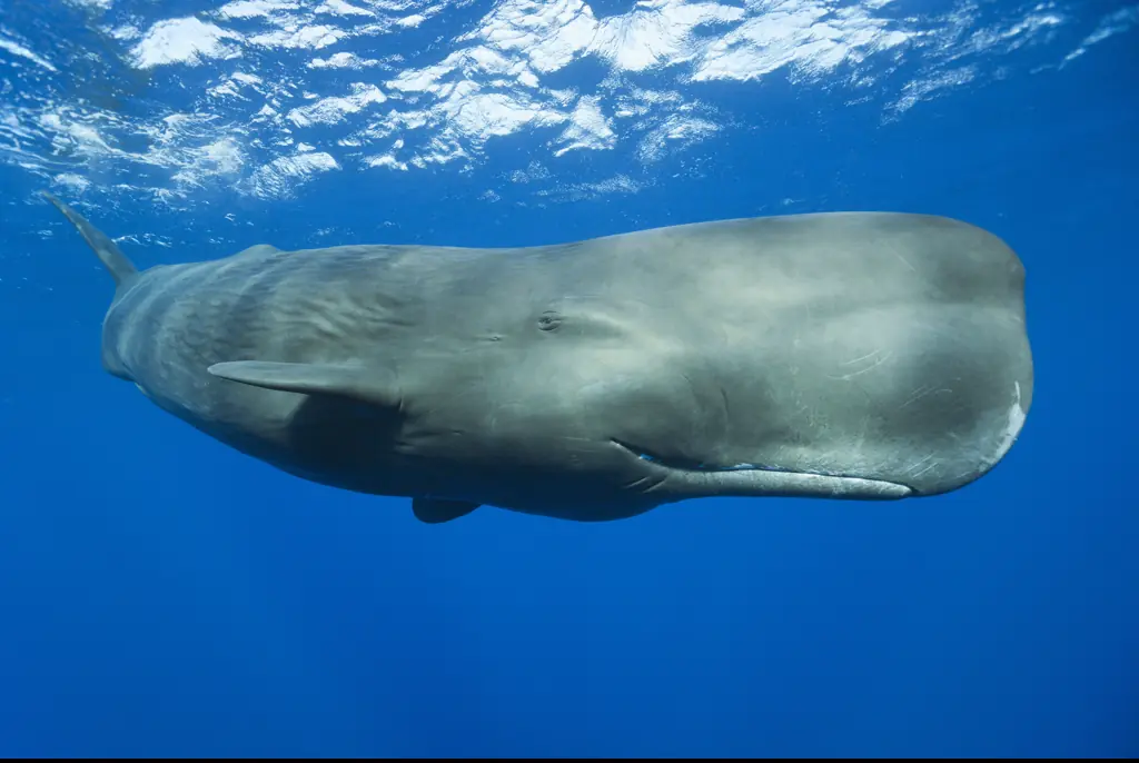 Have you ever wondered what being swallowed like a whale would be like? Credit: Reinhard Dirscherl/Getty