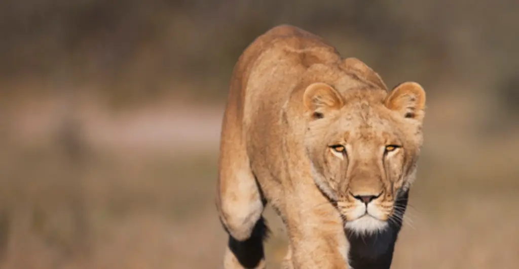 Zookeeper dies after being savagely mauled by lion in front of horrified visitors