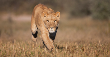 Zookeeper dies after being savagely mauled by lion in front of horrified visitors