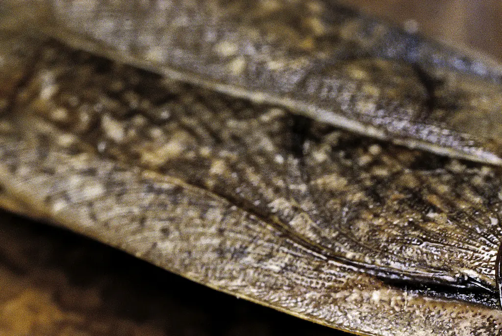 ‘Roaching’ is the latest dating trend Gen Z need to be concerned about