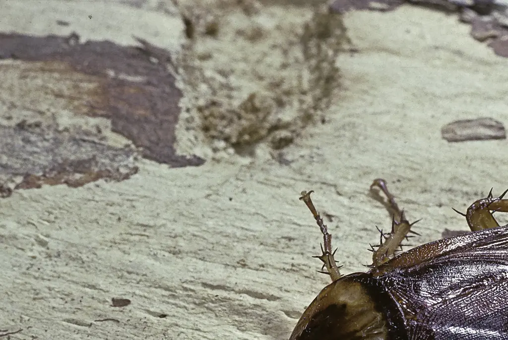 Zoo will let you name a cockroach or worm after your ex for Valentine's Day and see it get eaten